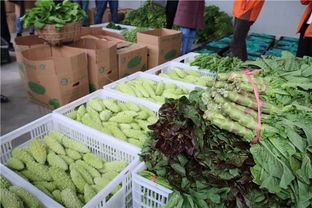 龙里县湾滩河园区 贵州双龙现代农副产品收购点的崛起与机遇