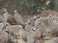 批发闽南优质鹧鸪 泉州、厦门、漳州、福州、莆田，直供世界工厂网