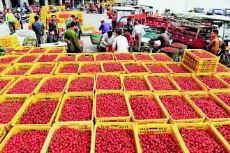 探寻国内大型水果批发市场 分布、特色与交通指南