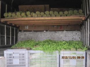 四川中江县优质新鲜韭黄批量供应，诚邀批发商合作