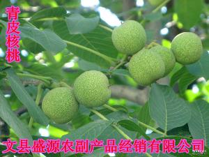 绵核桃 品种、价格与图片全解析