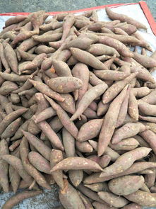 农副产品配送 连接田间与餐桌的纽带